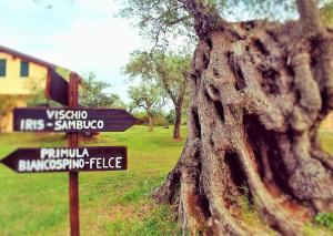 la piana degli ulivi