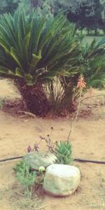 la piana degli ulivi