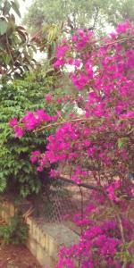 la piana degli ulivi