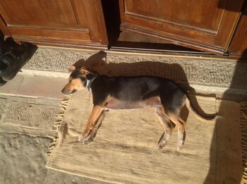 terranuova bracciolini