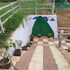 ooty