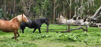 tibasosa