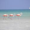 isla holbox
