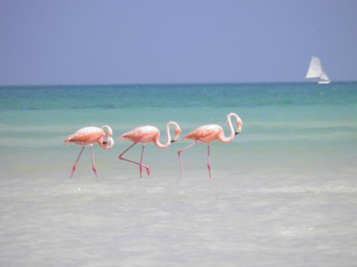 isla holbox