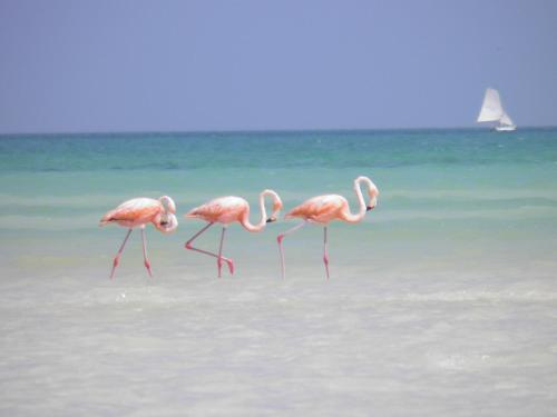 isla holbox