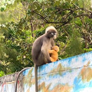 chill out bar and bungalows