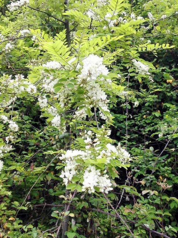 agriturismo la borina