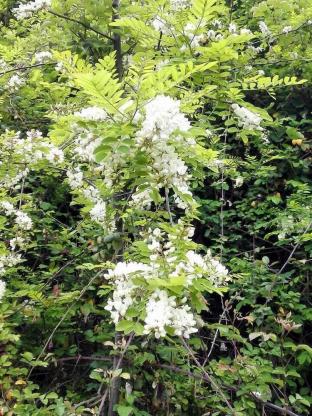 agriturismo la borina