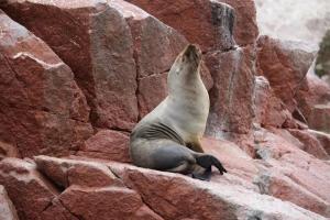 atenas backpacker hospedaje