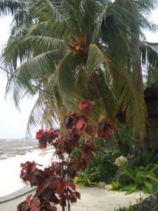 eddies beach resort siargao