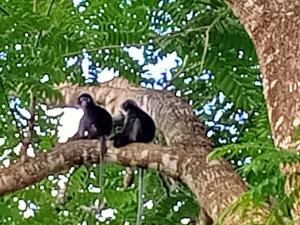 wassana camp and khai jungle experience centour