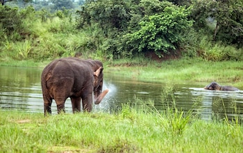 lavendish wild safari resort