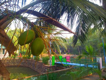 daavens island resort