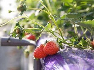 extol inn saijo ekimae