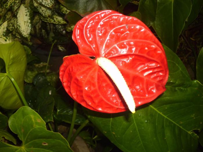 mamas villa by taprobane hostel