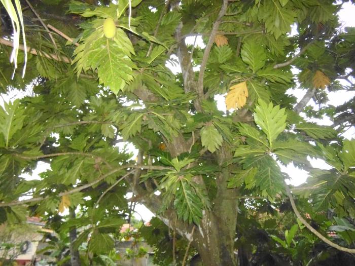 mamas villa by taprobane hostel