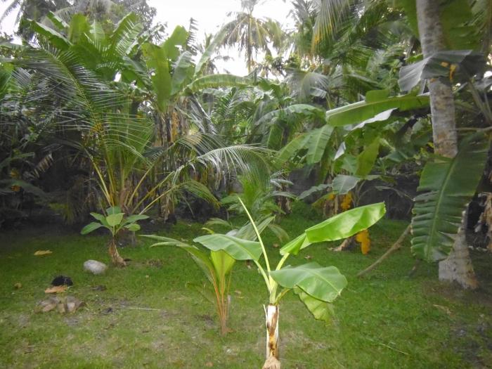 mamas villa by taprobane hostel