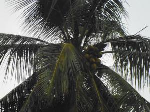 mamas villa by taprobane hostel