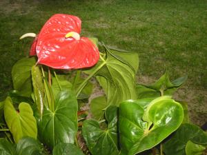 mamas villa by taprobane hostel