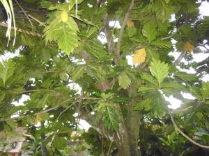 mamas villa by taprobane hostel