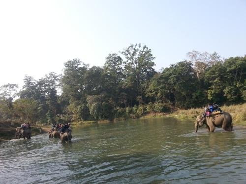 royal tiger luxury resort
