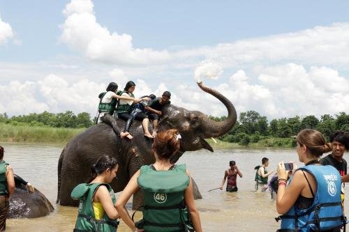 royal tiger luxury resort