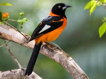 colores de la sierra