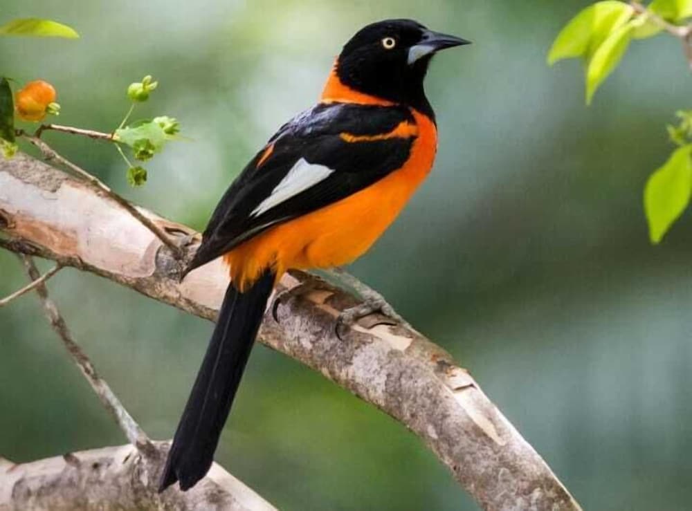 colores de la sierra