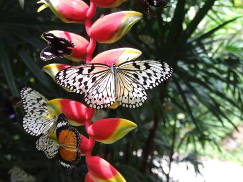 tropical bliss bed and breakfast