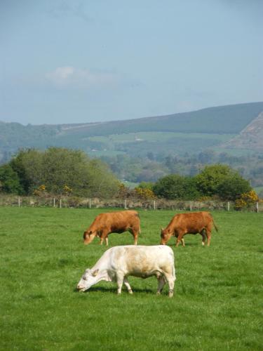 riverfield bed and breakfast