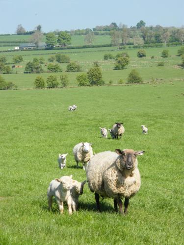 riverfield bed and breakfast