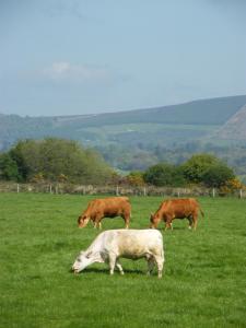 riverfield bed and breakfast