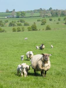 riverfield bed and breakfast