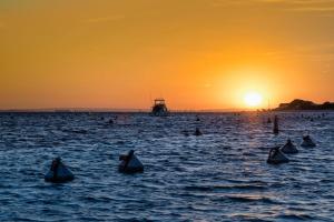 discovery resorts rottnest island