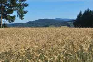le moulin de la fortie