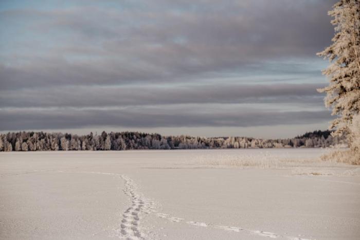 stiftsgarden tallnas