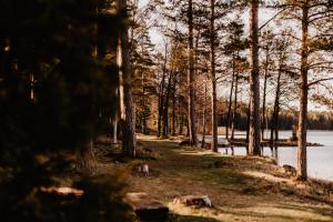stiftsgarden tallnas