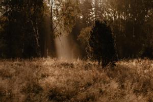 stiftsgarden tallnas