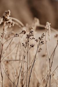 stiftsgarden tallnas