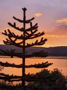 thistle house guest house