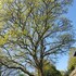 bodmin