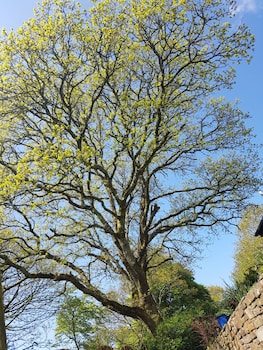 bodmin