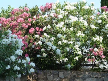lescale provencale