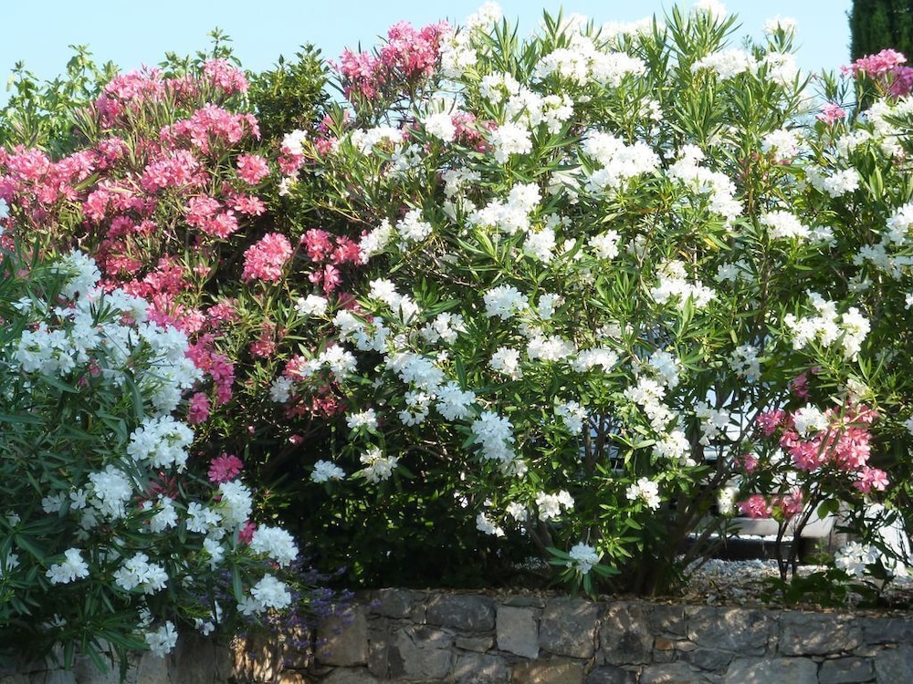 lescale provencale