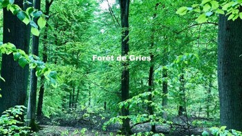 gries
