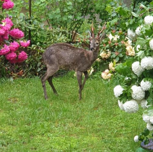 les tables aux vaches