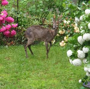 les tables aux vaches