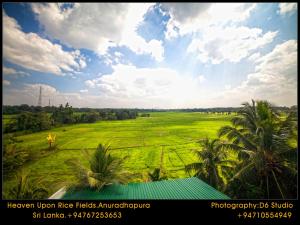 heaven upon rice fields