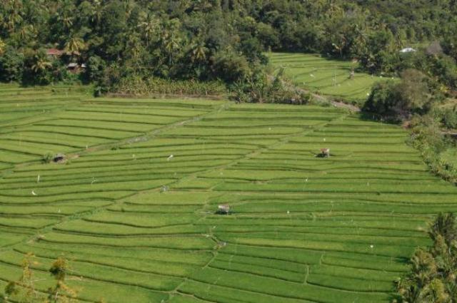 aditya homestay munduk