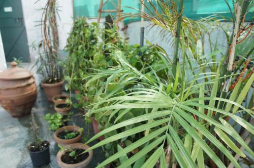 bed and chai guest house